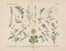 Manuel de botanique pratique en mots et en images Pl38 - Carl Hoffmann — artwork view