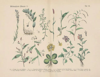 Manuel de botanique pratique en mots et en images Pl38 - Carl Hoffmann — artwork view