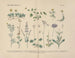 Manuel de botanique pratique en mots et en images Painting Pl39 - Carl Hoffmann — artwork view