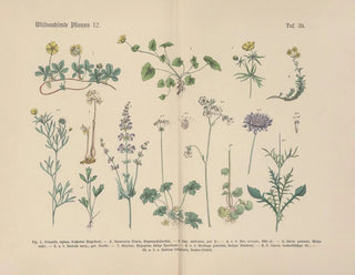 Manuel de botanique pratique en mots et en images Painting Pl39 - Carl Hoffmann — artwork view