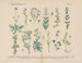 Practical Manual of Botany in Words and Images Pl40 - Carl Hoffmann — artwork view