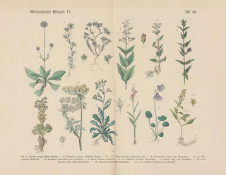 Practical Manual of Botany in Words and Images Pl40 - Carl Hoffmann — artwork view