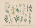 Manuel de botanique pratique en mots et en images Pl41 - Carl Hoffmann — artwork view