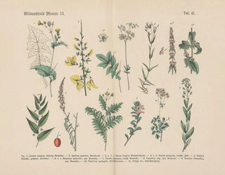 Manuel de botanique pratique en mots et en images Pl41 - Carl Hoffmann — artwork view