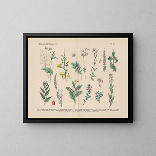 Manuel de botanique pratique en mots et en images Pl41 - Carl Hoffmann — framed artwork on a wall