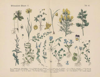 Manuel de botanique pratique en mots et en images Pl42 - Carl Hoffmann — artwork view