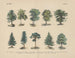 Manuel de botanique pratique en mots et en images Pl43 - Carl Hoffmann — artwork view