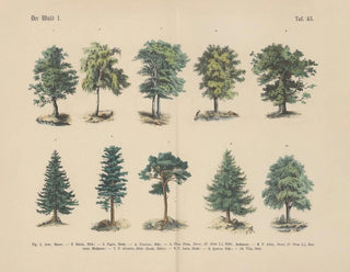 Manuel de botanique pratique en mots et en images Pl43 - Carl Hoffmann — artwork view