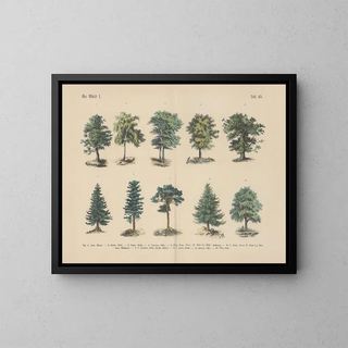 Manuel de botanique pratique en mots et en images Pl43 - Carl Hoffmann — framed artwork on a wall