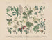 Manuel de botanique pratique en mots et en images Pl44 - Carl Hoffmann — artwork view