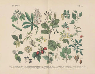 Manuel de botanique pratique en mots et en images Pl44 - Carl Hoffmann — artwork view