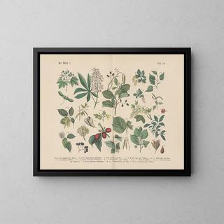 Manuel de botanique pratique en mots et en images Pl44 - Carl Hoffmann — framed artwork on a wall