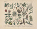 Manuel de botanique pratique en mots et en images Pl45 - Carl Hoffmann — artwork view