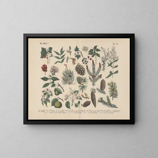 Manuel de botanique pratique en mots et en images Pl45 - Carl Hoffmann — framed artwork on a wall