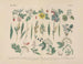 Manuel pratique de botanique en mots et en images Pl47 - Carl Hoffmann — artwork view