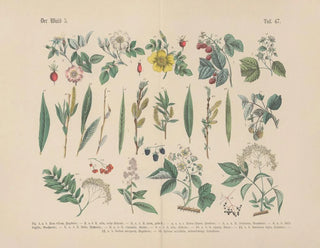 Manuel pratique de botanique en mots et en images Pl47 - Carl Hoffmann — artwork view