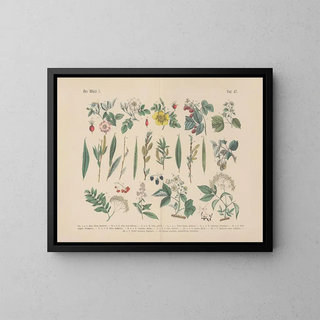 Manuel pratique de botanique en mots et en images Pl47 - Carl Hoffmann — framed artwork on a wall
