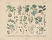 Manuel de botanique pratique en mots et en images Pl48 - Carl Hoffmann — artwork view