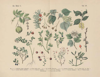 Manuel de botanique pratique en mots et en images Pl48 - Carl Hoffmann — artwork view