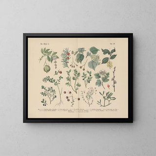 Manuel de botanique pratique en mots et en images Pl48 - Carl Hoffmann — framed artwork on a wall