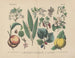 Manuel pratique de botanique en mots et en images Painting Pl49 - Carl Hoffmann — artwork view