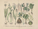 Manuel de botanique pratique en mots et en images Pl50 - Carl Hoffmann — artwork view