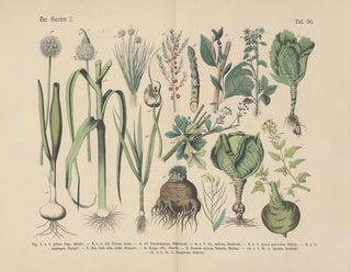 Manuel de botanique pratique en mots et en images Pl50 - Carl Hoffmann — artwork view