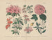 Manuel de botanique pratique en mots et en images Pl52 - Carl Hoffmann — artwork view