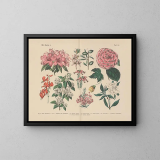 Manuel de botanique pratique en mots et en images Pl52 - Carl Hoffmann — framed artwork on a wall