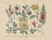 Manual pratique de botanique en mots et en images Painting Pl53 - Carl Hoffmann — artwork view