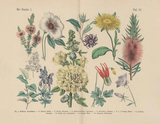 Manual pratique de botanique en mots et en images Painting Pl53 - Carl Hoffmann — artwork view