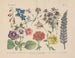 Manuel de botanique pratique en mots et en images Pl54 - Carl Hoffmann — artwork view