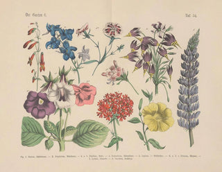 Manuel de botanique pratique en mots et en images Pl54 - Carl Hoffmann — artwork view