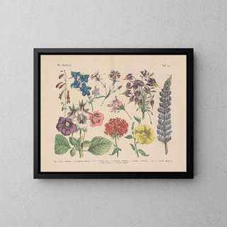 Manuel de botanique pratique en mots et en images Pl54 - Carl Hoffmann — framed artwork on a wall