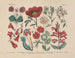 Manual pratique de botanique en mots et en images Pl55 - Carl Hoffmann — artwork view
