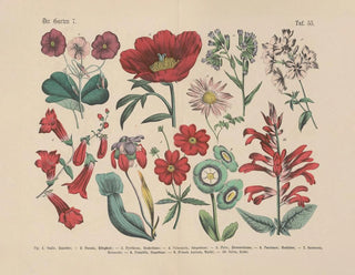 Manual pratique de botanique en mots et en images Pl55 - Carl Hoffmann — artwork view