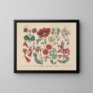Manual pratique de botanique en mots et en images Pl55 - Carl Hoffmann — framed artwork on a wall
