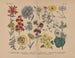 Manuel de botanique pratique en mots et en images Pl56 - Carl Hoffmann — artwork view
