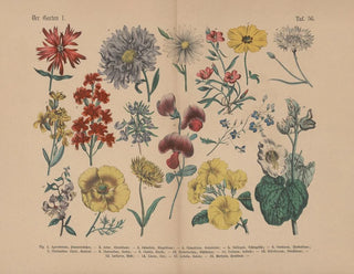 Manuel de botanique pratique en mots et en images Pl56 - Carl Hoffmann — artwork view