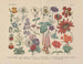 Manuel de botanique pratique en mots et en images Pl57 - Carl Hoffmann — artwork view