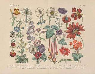 Manuel de botanique pratique en mots et en images Pl57 - Carl Hoffmann — artwork view
