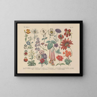 Manuel de botanique pratique en mots et en images Pl57 - Carl Hoffmann — framed artwork on a wall