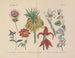 Manuel de botanique pratique en mots et en images Pl58 - Carl Hoffmann — artwork view
