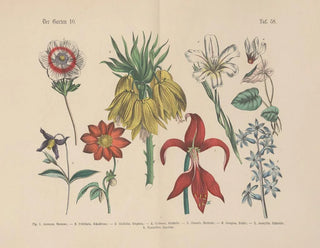 Manuel de botanique pratique en mots et en images Pl58 - Carl Hoffmann — artwork view