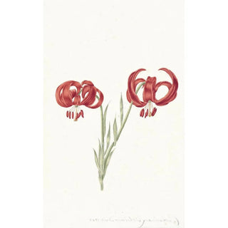 Red Lily - Catharina Lintheimer — artwork view
