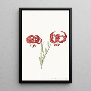 Red Lily - Catharina Lintheimer — framed artwork on a wall