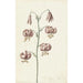Reproduction of the painting Branch with red-brown lily - Catharina Lintheimer