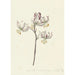 Branch with four white lilies - Catharina Lintheimer — artwork view
