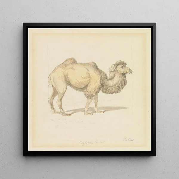 Russian Camel Painting - Samuel Howitt — framed artwork on a wall