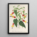Reproduction of the painting Abutilon vexillarium - Charles Antoine Lemaire
